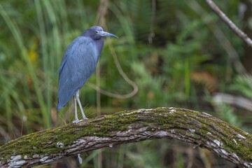 Little Blue Heron in Forest