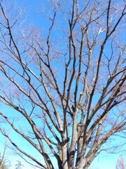 真冬の公園の欅の枯れ木