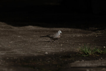 A small bird walking on the ground under dim light.