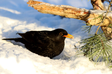 Blackbird