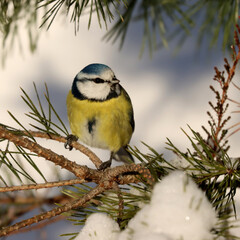 Blue tit