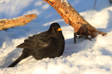 Blackbird