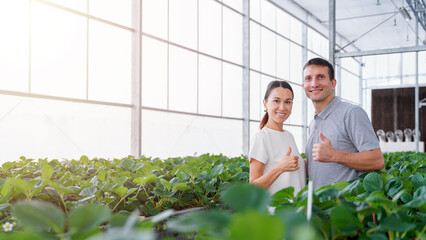 Happy Caucasian couple doing thumbs up at strawberry hydroponics farm greenhouse portrait. 