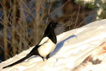 Magpie