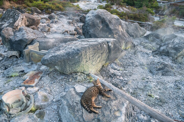 tabby cat on rock of mount Unzen Hell valley Jigoku, Nagasaki, Japan