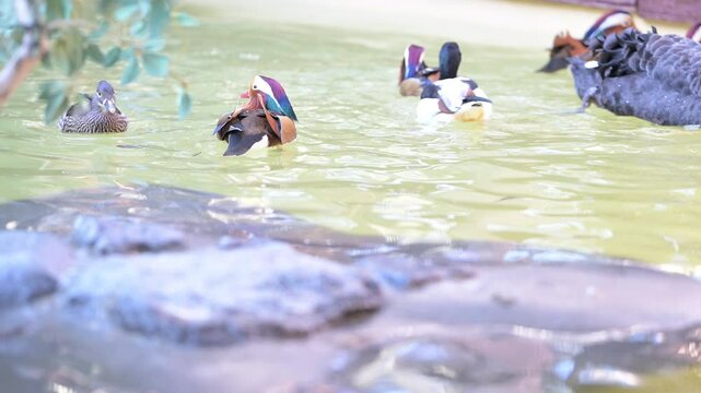 4K video of mandarin ducks　swimming comfortably in the water