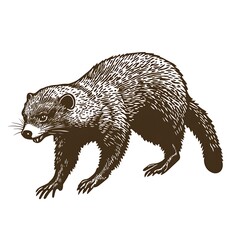 Naklejka premium Vintage engraving of a binturong.