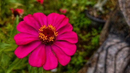 Fototapeta premium Close-Up of a Vibrant Pink Flower in a Lush Green Garden