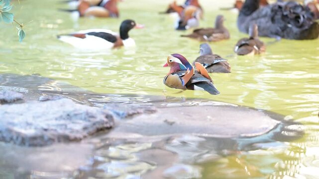 4K video of mandarin ducks　swimming comfortably in the water