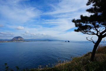 pine trees at seaside cliff and fine sea view