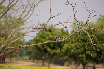 A little bird on a tree branch.