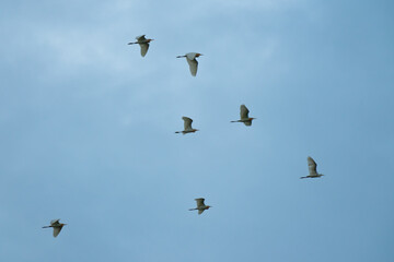 Seagulls in a clear sunny sky. Group of seagull flying in sky.
