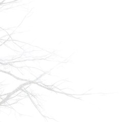 Naturalistic White Background with Subtle Organic Branch Patterns