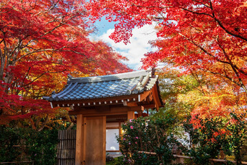 Fototapeta premium Wooden gate against beautiful fall foliage garden, Arashiyama, Kyoto
