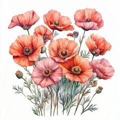 Vibrant Poppy Flowers Illustration in Watercolor Style