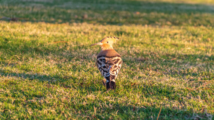 Eurasian hoopoe or Common hoopoe (Upupa epops) bird close-up on natural green grass background