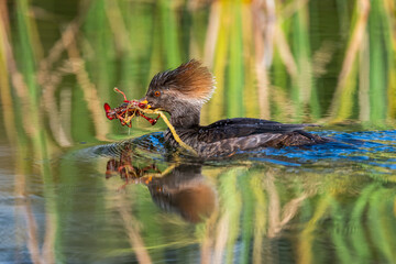 Hooded merganser female caught crayfish