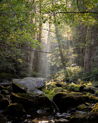 stream in the forest