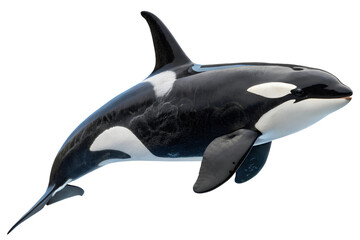 Orca, Cut out, on isolated white background