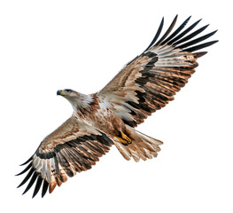 Obraz premium Majestic Eagle in Flight with Outstretched Wings, Isolated on Transparent and White Background