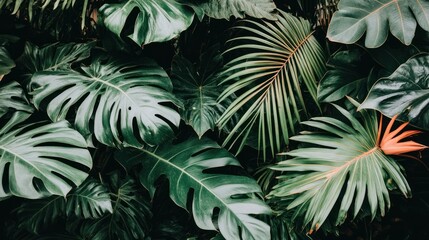 Lush Tropical Foliage: A Dark Green Paradise