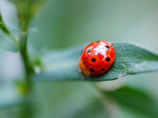 ladybug on leaf taken by macro shot