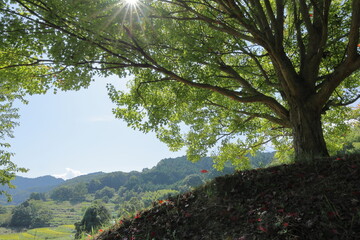 Obraz premium 彼岸花