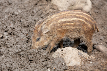 A young wild boar, characterized by its distinctive stripes, forages eagerly in the rich, earthy soil beneath it