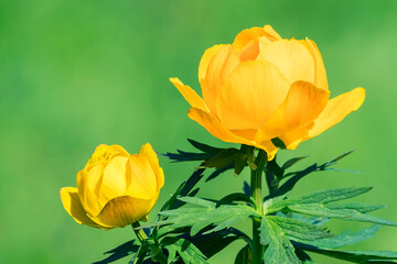 Flowering bush of yellow perennial ornamental European globeflower.