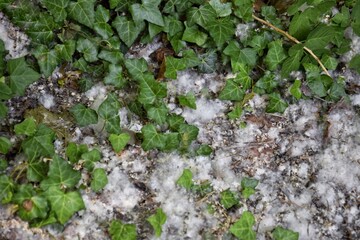 Poplar fluff in the park. Allergy season.