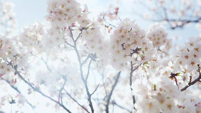 桜、サクラ、花、植物、満開、花見、春、青空、美しい、開花、ピンク、風景、景色、日本、和風、木、桜の木、桜花、花弁、花びら、かわいい、枝、自然、新春、暖かい、公園、屋外、晴れ、桃色、ソメイヨシノ、明るい、咲く、綺麗、観光、旅行、季節、鮮やか、ナチュラル、ボタニカル、桜前線、入学式、卒業式、入学、卒業、新生活、受験、逆光、日差し、日光、合格