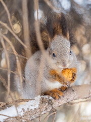Fototapeta premium The squirrel with nut sits on tree in the winter or late autumn
