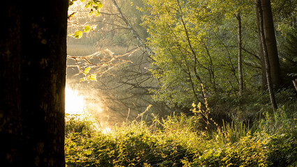 sunrise in the forest