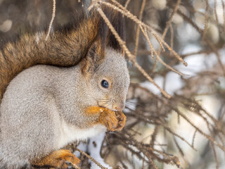 Fototapeta premium The squirrel with nut sits on tree in the winter or late autumn