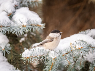 Cute bird the willow tit, song bird sitting on the fir branch with snow in winter