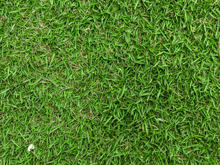 Green short grass background, garden floor
