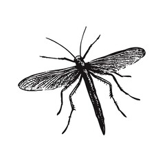 Detailed sketch of a crane fly, full view.