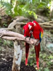 Scarlet Macaws Sharing a Tender Moment in a Tropical Forest
