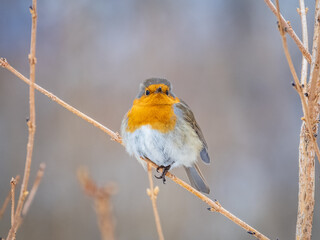 Cute bird the European Robin, Erithacus rubecula. sitting on the tree branch in winter.