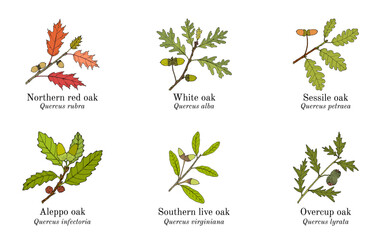 Set of different oak branches. Hand drawn vector illustration