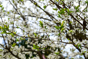 Blooming cherry blossom trees in Japan