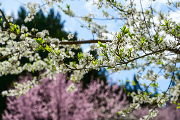 Blooming cherry blossom trees in Japan