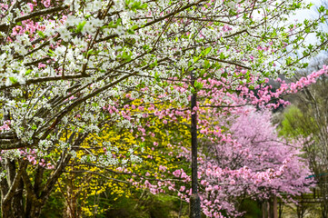 Blooming cherry blossom trees in Japan