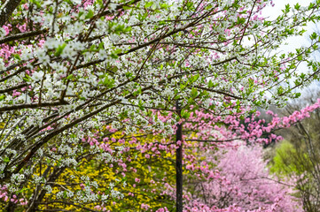 Blooming cherry blossom trees in Japan