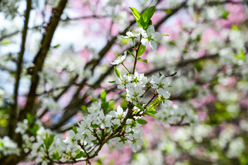 Blooming cherry blossom trees in Japan