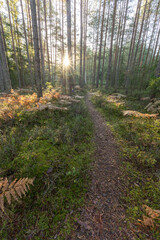 footpath in the woods