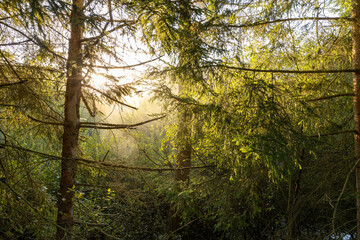 morning in the forest