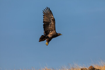 In the picturesque grasslands of Bhigwan Sanctuary, a magnificent steppe eagle (Aquila nipalensis) spreads its wings to take off, its graceful flight beautifully captured in a stunning photograph.