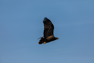 In the picturesque grasslands of Bhigwan Sanctuary, a magnificent steppe eagle (Aquila nipalensis) spreads its wings to take off, its graceful flight beautifully captured in a stunning photograph.