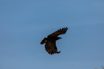 In the picturesque grasslands of Bhigwan Sanctuary, a magnificent steppe eagle (Aquila nipalensis) spreads its wings to take off, its graceful flight beautifully captured in a stunning photograph.